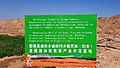 2017-07-22 German Embassy Project Haloxylon ammodendron, Shanshan County, Xinjiang, China anagoria 02