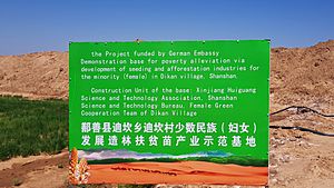 2017-07-22 German Embassy Project Haloxylon ammodendron, Shanshan County, Xinjiang, China anagoria 02