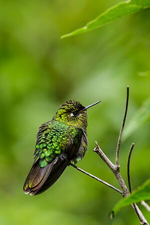 A Tyrian Metaltail (Metallura tyrianthina) in Peru