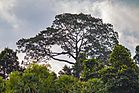 A big tree in Prey Veng.jpg