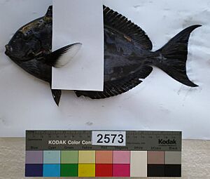 Acanthurus albipectoralis (with white pectoral)