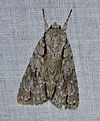Acronicta hasta - Speared Dagger Moth (14238825471).jpg