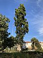 Agathis robusta at the Huntington Library Rose Garden in San Marino California