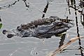 Alligator mississippiensis 113744549