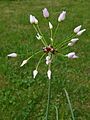 Allium unifolium