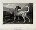 An Irish greyhound standing in a mountainous landscape. Etch Wellcome V0020959