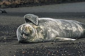 Antarctic,Weddell seal-puppy (js) 44