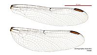 Austrogomphus divaricatus female wings (35019253756)