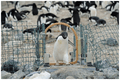 Automated weighbridge for Adélie penguins - journal.pone.0085291.g002