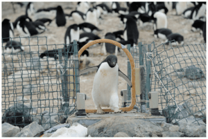 Adélie penguin Facts for Kids