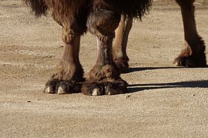 Bactrian camel (Camelus bactrianus)