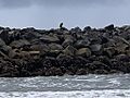 Bald eagle, Siuslaw North Jetty, 2021, by Dan Brau