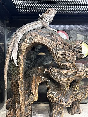 Bearded Dragon in store