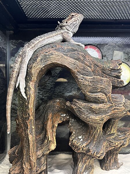 Bearded Dragon in store