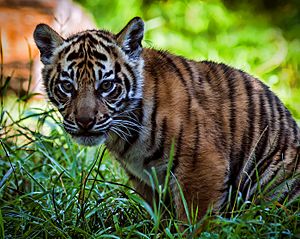 Beautiful Sumatran Tiger Cub (9711349588)