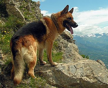 are german shepherds good kid dogs