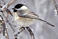 Black-Capped Chickadee (15290761526)