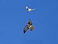 Black-shouldered Kite, Little Eagle, Standoff - Flickr - birdsaspoetry