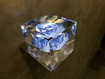 Blue Rose in the Cube Study 1 photo