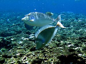 Bluespine unicornfish green island