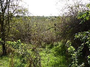 Bray Pennyroyal Field (4).jpg