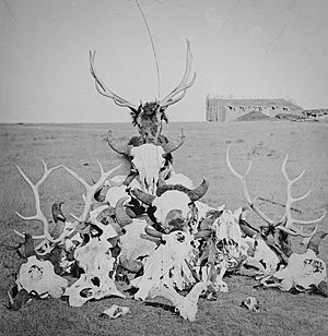 Buffalo, elk, deer, mountain sheep and wolf skulls and bones near Fort Sanders