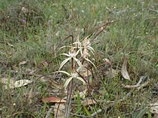 Caladenia straminichila 03
