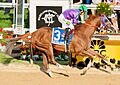 California Chrome Preakness finish