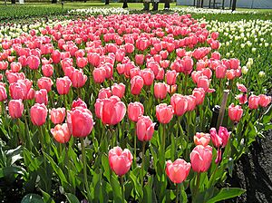 Canberra Floriade