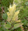 Castilleja unalaschensis 4351