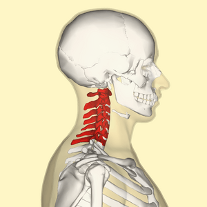 Cervical vertebrae lateral2