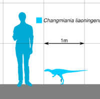 Changmiania Scale.svg