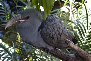 Channel-billed Cuckoo at Adelaide Zoo