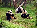 Chengdu-pandas-d10