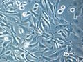 Cho cells adherend2
