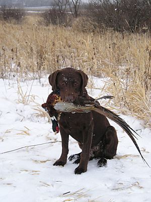 Chocolate Labrador Retriever pheasant