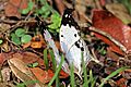 Clouded mother-of-pearl (Protogoniomorpha anacardii duprei)