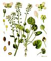 Cochlearia officinalis - Köhler–s Medizinal-Pflanzen-186