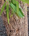 Corymbia polycarpa - trunk bark