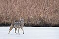 Coyote walking on iced-over pond at Sherburne National Wildlife Refugee, Minnesota
