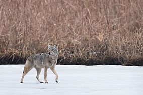 Coyote walking on iced-over pond at Sherburne National Wildlife Refugee, Minnesota.jpg