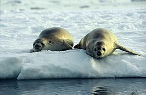 Crabeater Seals (js)
