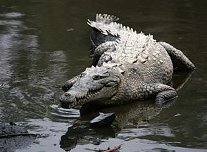 Crocodylus acutus mexico 02