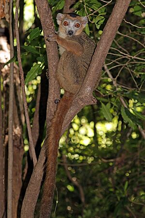 Crowned lemur (Eulemur coronatus) male.jpg