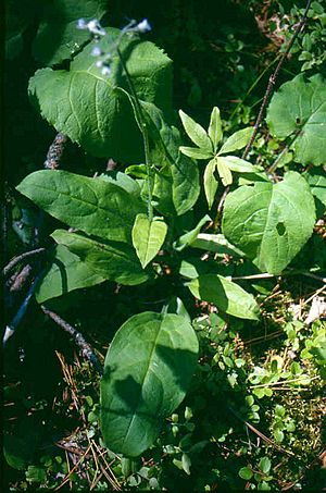 Cynoglossum virginianum var boreale 7-eheep (5097218543).jpg