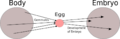 Darwin's Pangenesis