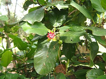 Dillenia alata fruit and foliage