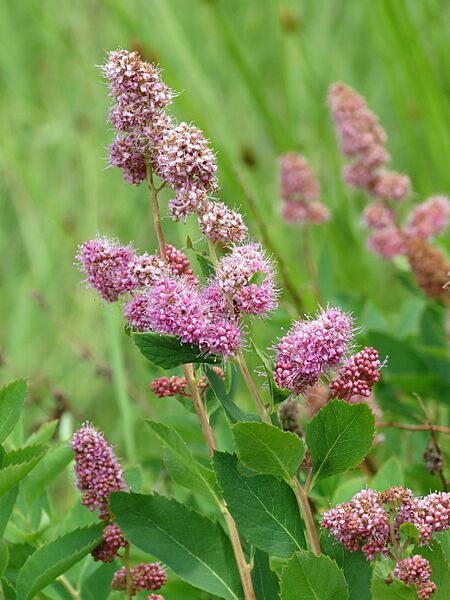 Douglas' Spiraea (15373908416)