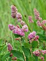 Douglas' Spiraea (15373908416)