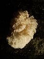 Dsc04896-Hydnum-coralloides
